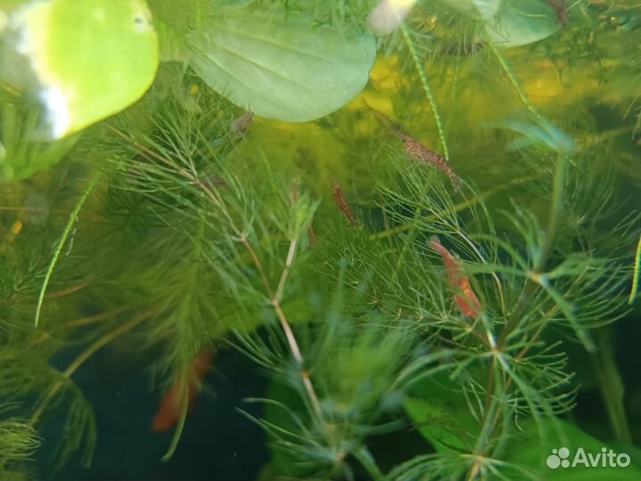 Роголистник