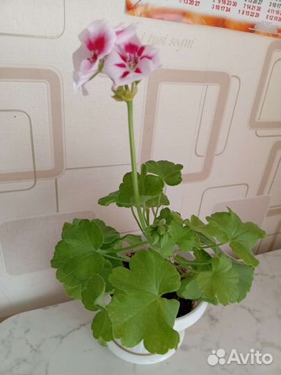 Пеларгония герань