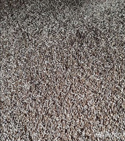 Фуражная кукуруза, Семечко на корм/посев