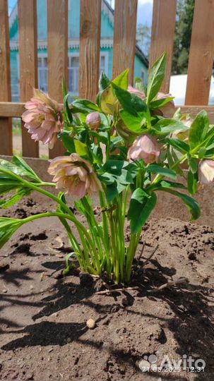 Морозник махровый