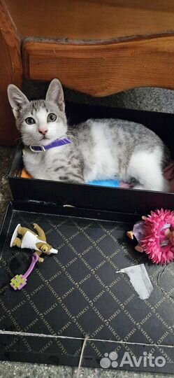 Котенок мальчик