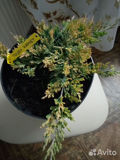 Можжевельник 