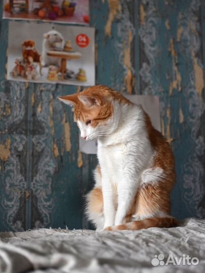 Слепой котенок