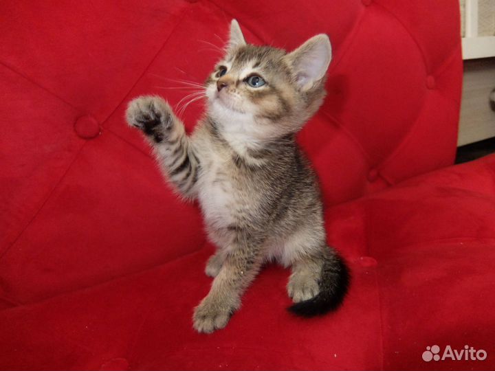 Шотландские котята, девочки, чёрное золото