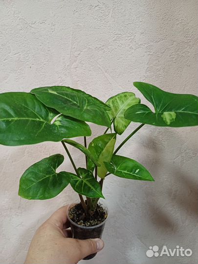 Сингониумы