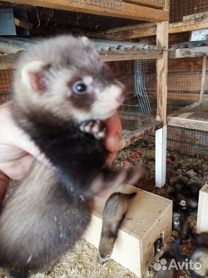 Домашний хорек