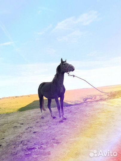Продам лошадь