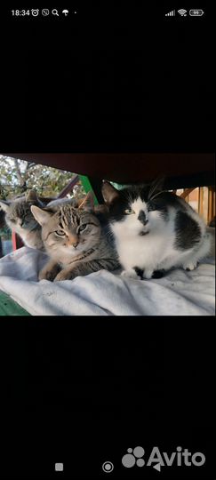 Кошки и котики