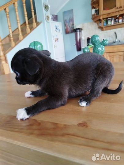 Чихуахуа девочка и мальчик