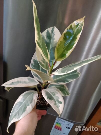 Комнатные растения.Фикус Тинеке