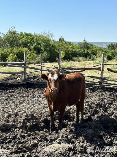 Коровы и телки