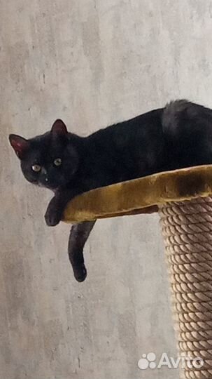 Домик для кота с когтеточкой