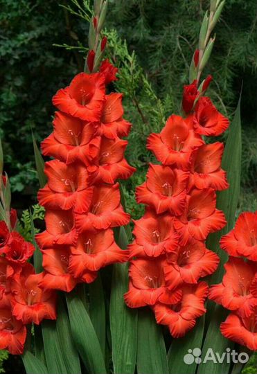 Клубни гладиолуса