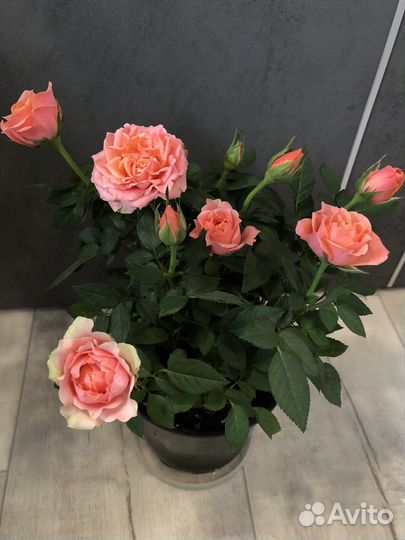 Роза в горшке,саженцы,комнатные цветы