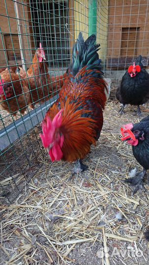 Маран черномедный инкубационное яйцо