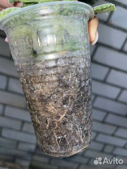 Комнатная мята