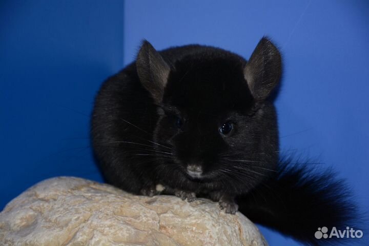 Шиншиллы ангоры и носители