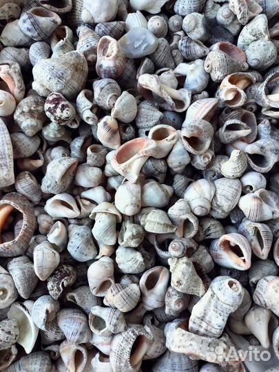 Ракушки морские
