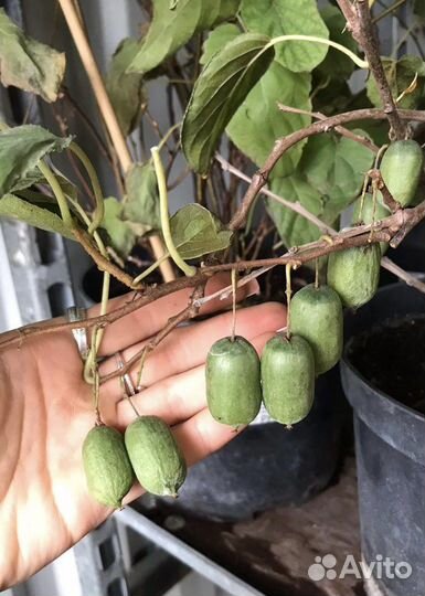 Актинидия обоеполая Иссаи саженцы