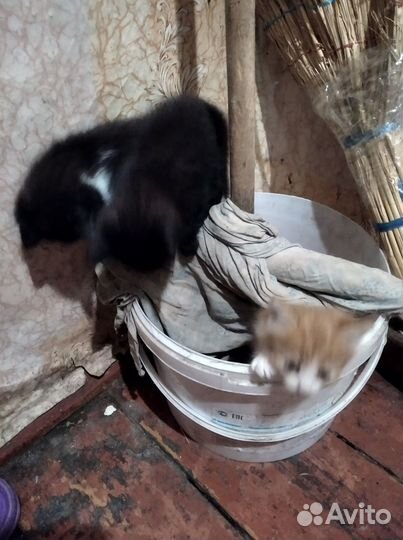 Котята в добрые руки бесплатно