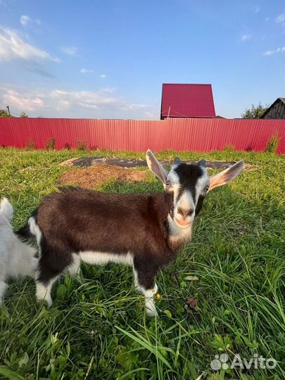 Козлята