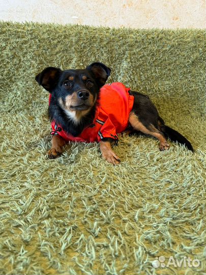 Маленькая собачка в добрые руки