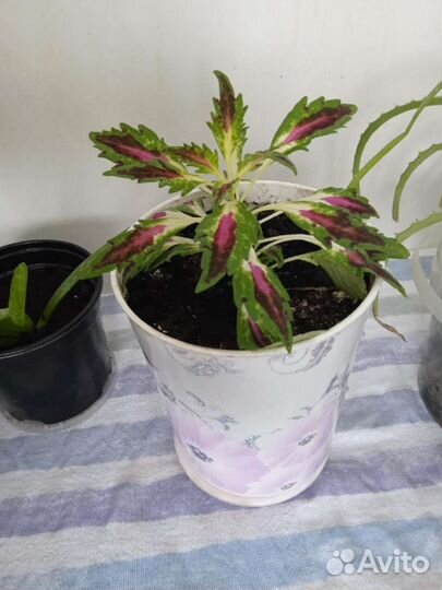 Колеус разноцветный