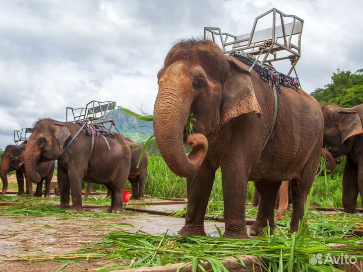 Турне в Phuket от 7 ночей за 2-х чел