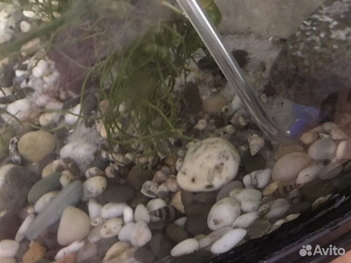 Улитки аквариумные Хелена