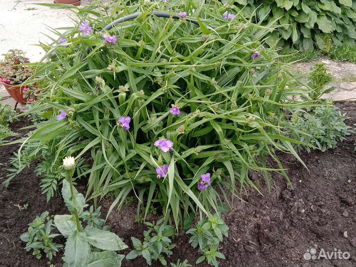 Традесканция садовая. Мак садовый