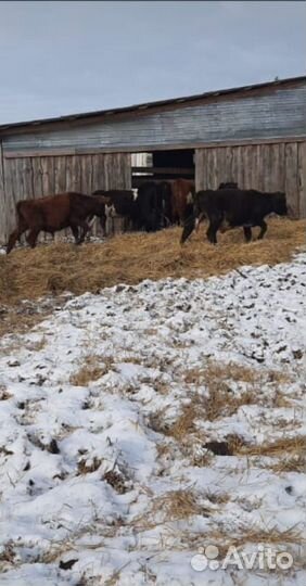 О Бычки абердины сименталы холмогоры