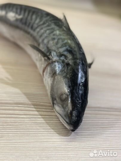 Скумбрия Атлантическая свежемороженая