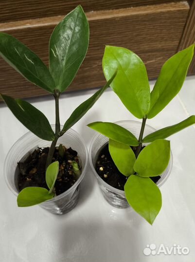 Замиокулькас