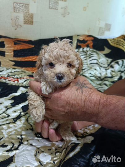 Мальтипу мини