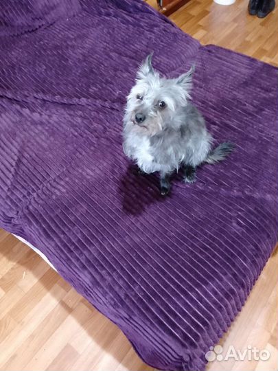 Щенки далматина