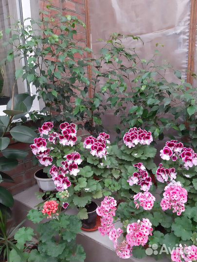 Фикус бенджамина большой