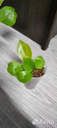 Филодендроны