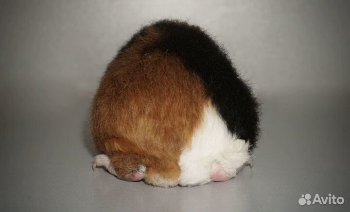 Морская свинка ам.тедди