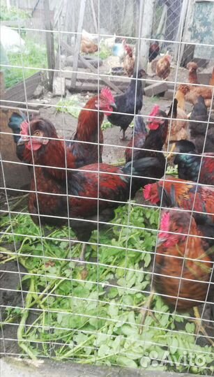 Молодые петушки