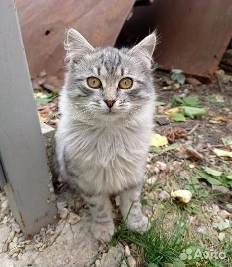Пушистая кошечка 5 мес