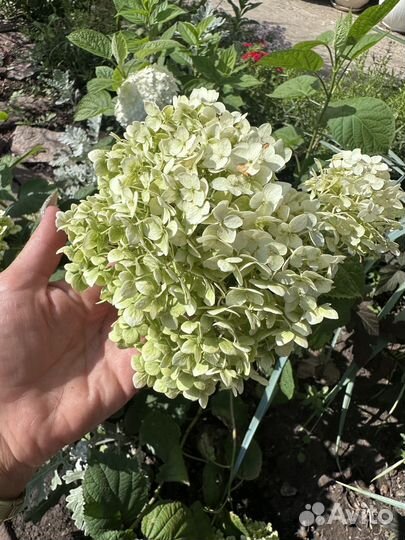 Гортензия цветок срез