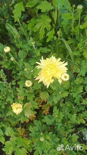 Хризантемы (более 100 сортов)