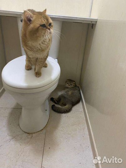 Котята золотистая шиншилла