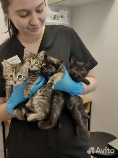 Котята в добрые руки
