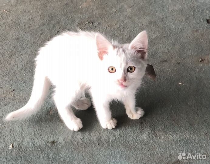 Котик в добрые руки