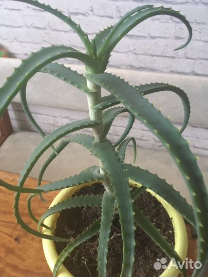 Алое древовидный(лечебное)