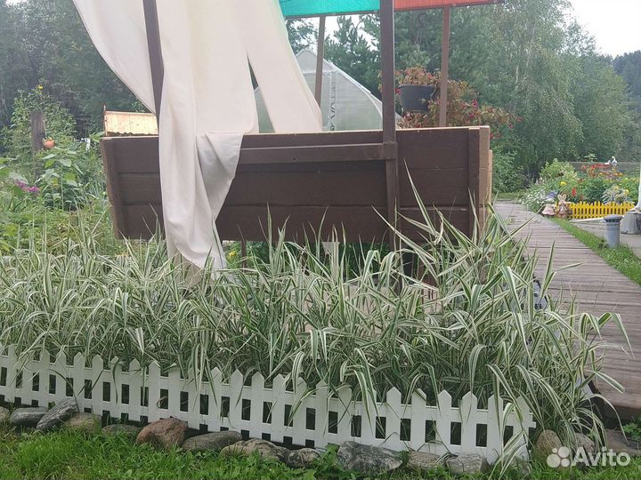 Декоративная трава