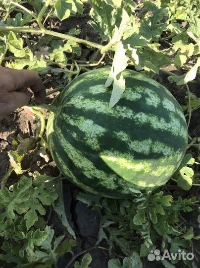 Арбуз прадюсор