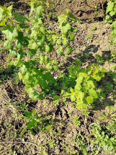 Саженца смородины чёрная и красная