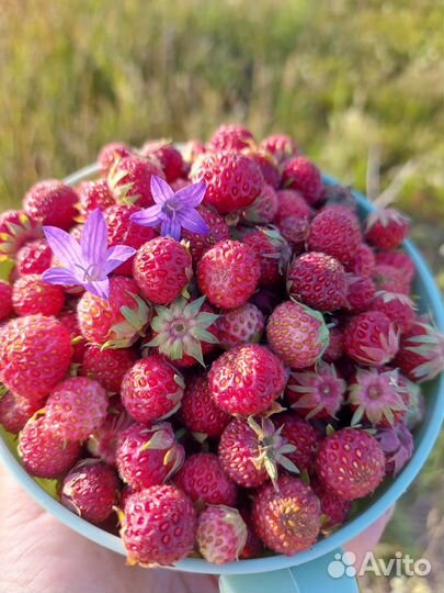 Клубника луговая